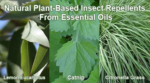 natural-insect-mosquito-repellent-plants